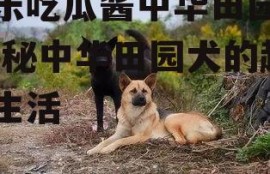 娱乐吃瓜酱中华田园犬,揭秘中华田园犬的趣味生活