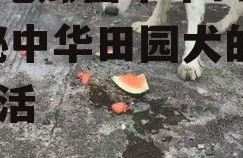 娱乐吃瓜酱中华田园犬,揭秘中华田园犬的趣味生活