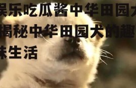 娱乐吃瓜酱中华田园犬,揭秘中华田园犬的趣味生活