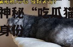 娱乐圈吃瓜猫是谁啊,揭秘神秘“吃瓜猫”的真实身份