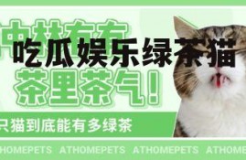 吃瓜娱乐绿茶猫