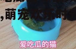 娱乐吃瓜猫咪视频大全下载,萌宠欢乐时光集锦
