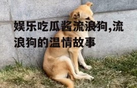 娱乐吃瓜酱流浪狗,流浪狗的温情故事