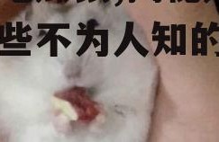 娱乐吃瓜鼠,揭秘娱乐圈那些不为人知的幕后故事