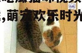 娱乐吃瓜猫咪视频大全下载,萌宠欢乐时光集锦