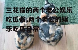 三花猫的两个老公娱乐吃瓜酱,两个老公的娱乐吃瓜日常