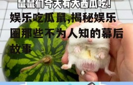 娱乐吃瓜鼠,揭秘娱乐圈那些不为人知的幕后故事