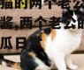 三花猫的两个老公娱乐吃瓜酱,两个老公的娱乐吃瓜日常
