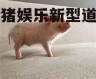吃瓜猪娱乐新型道歉方式