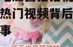 娱乐吃瓜酱猪猪视频,揭秘热门视频背后的趣味故事